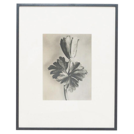 Karl Blossfeldt, Flower, Black & White Photogravure, 1942, Framed