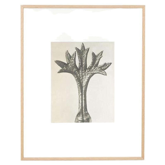 Karl Blossfeldt, Flower, Black & White Photogravure, 1942, Framed