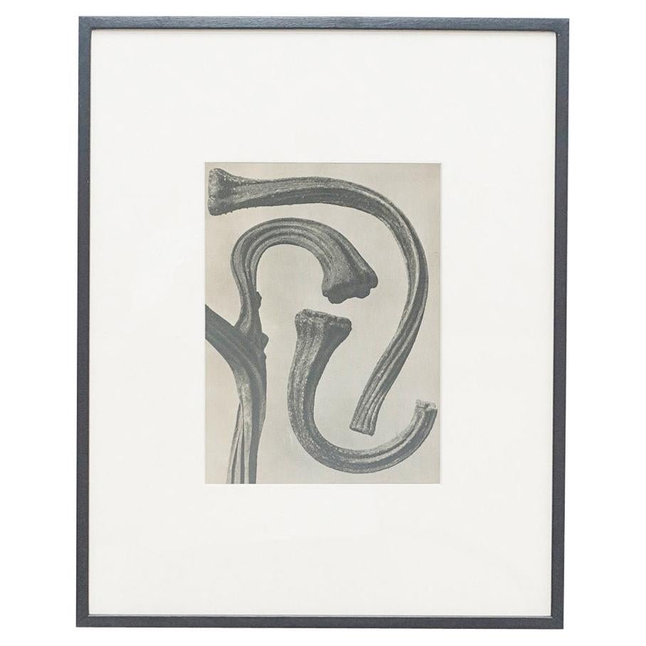 Karl Blossfeldt, Flower, Black & White Photogravure, 1942, Framed