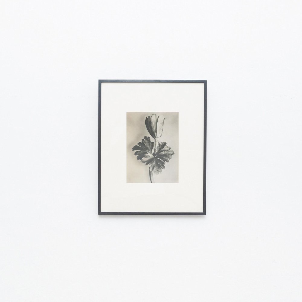 Karl Blossfeldt, Flower, Black & White Photogravure, 1942, Framed