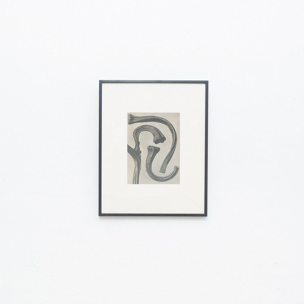 Karl Blossfeldt, Flower, Black & White Photogravure, 1942, Framed