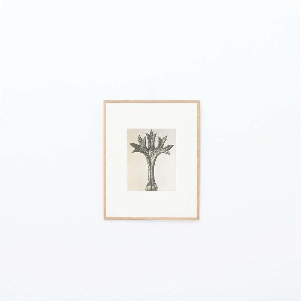 Karl Blossfeldt, Flower, Black & White Photogravure, 1942, Framed