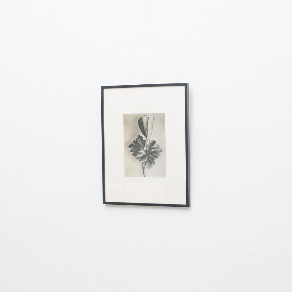 Karl Blossfeldt, Flower, Black & White Photogravure, 1942, Framed