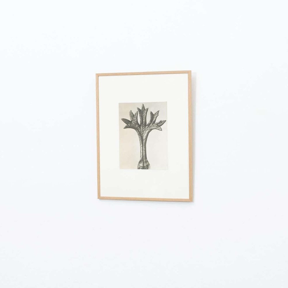 Karl Blossfeldt, Flower, Black & White Photogravure, 1942, Framed