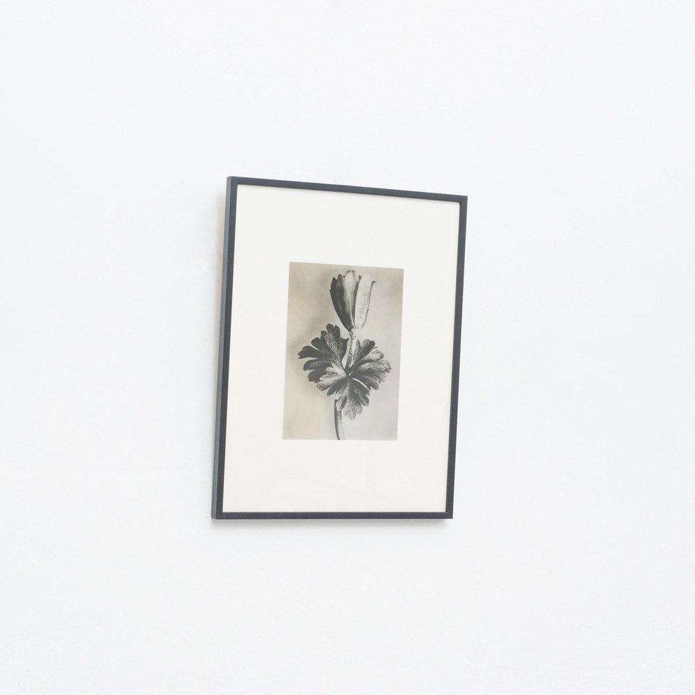 Karl Blossfeldt, Flower, Black & White Photogravure, 1942, Framed