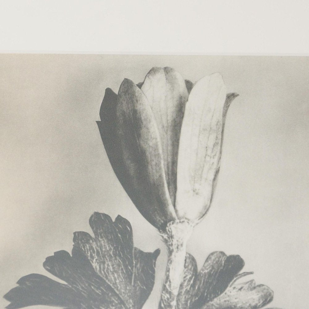 Karl Blossfeldt, Flower, Black & White Photogravure, 1942, Framed