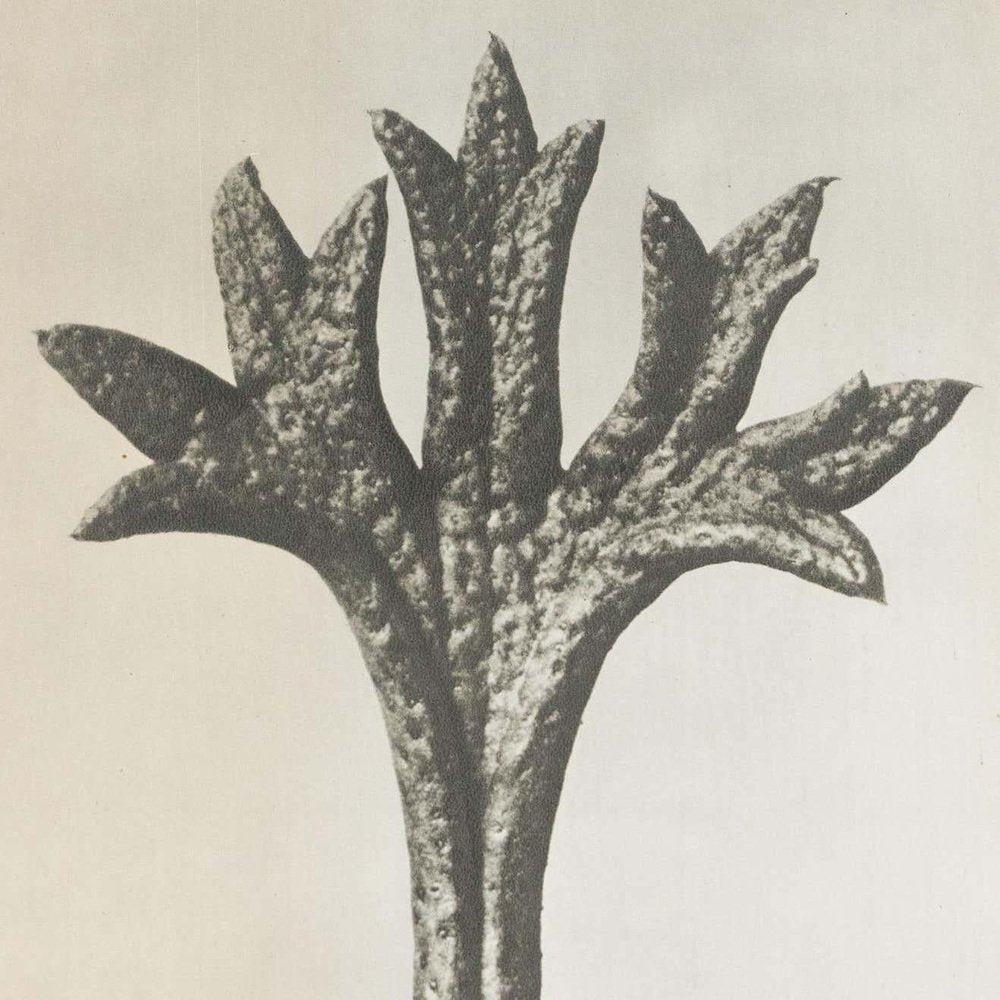 Karl Blossfeldt, Flower, Black & White Photogravure, 1942, Framed