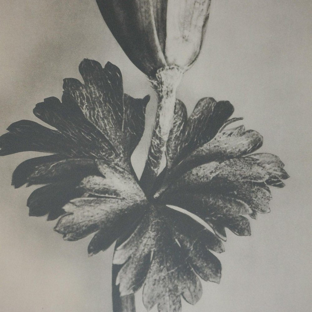 Karl Blossfeldt, Flower, Black & White Photogravure, 1942, Framed