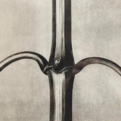 Karl Blossfeldt, Flower Image, 1942, Black & White Photogravures, Set of 6-WM-1177905