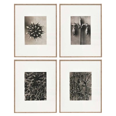 Karl Blossfeldt, Flowers, Photogravures, 1942, Framed, Set of 4-WM-1395382