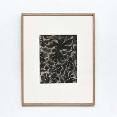 Karl Blossfeldt, Flowers, Photogravures, 1942, Framed, Set of 4-WM-1395382