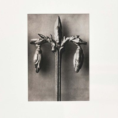 Karl Blossfeldt, Flowers, Photogravures, 1942, Framed, Set of 4-WM-1395382