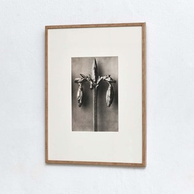 Karl Blossfeldt, Flowers, Photogravures, 1942, Framed, Set of 4-WM-1395382