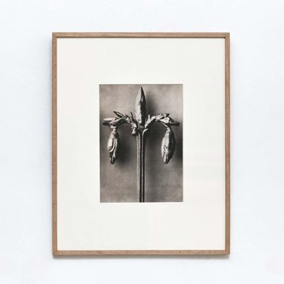 Karl Blossfeldt, Flowers, Photogravures, 1942, Framed, Set of 4-WM-1395382