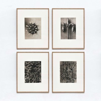 Karl Blossfeldt, Flowers, Photogravures, 1942, Framed, Set of 4-WM-1395382