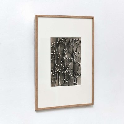 Karl Blossfeldt, Flowers, Photogravures, 1942, Framed, Set of 4-WM-1395382