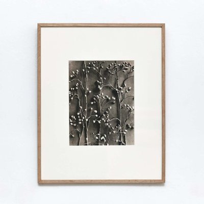 Karl Blossfeldt, Flowers, Photogravures, 1942, Framed, Set of 4-WM-1395382