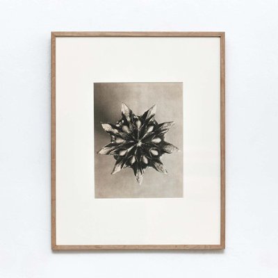 Karl Blossfeldt, Flowers, Photogravures, 1942, Framed, Set of 4-WM-1395382