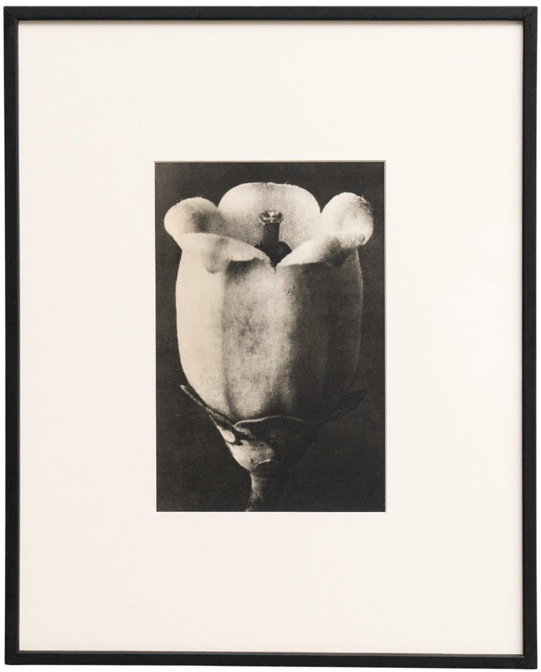 Karl Blossfeldt, Nature's Elegance, 1942, Photogravure, Framed