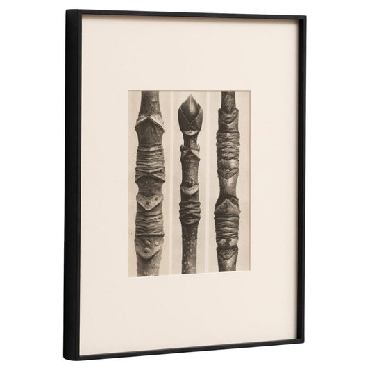 Karl Blossfeldt, Nature's Elegance, 1942, Photogravure, Framed