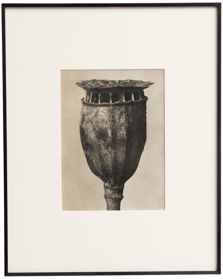 Karl Blossfeldt, Nature's Elegance, 1942, Photogravure, Framed