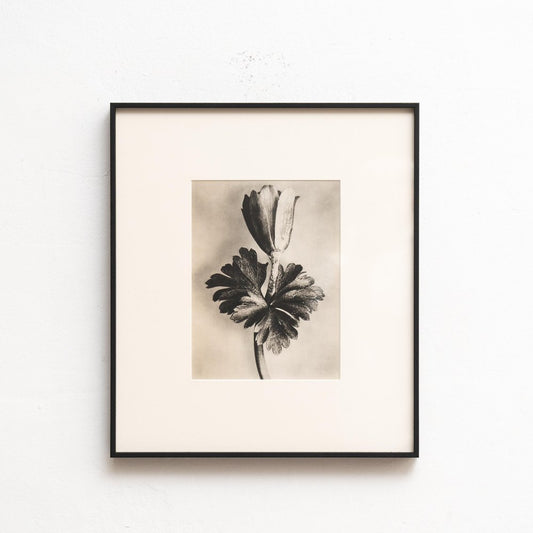 Karl Blossfeldt, Nature's Elegance, 1942, Photogravure, Framed