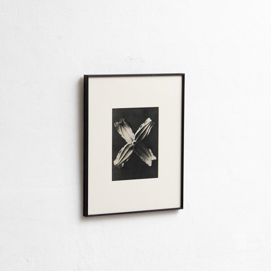 Karl Blossfeldt, Nature's Elegance, 1942, Photogravure, Framed