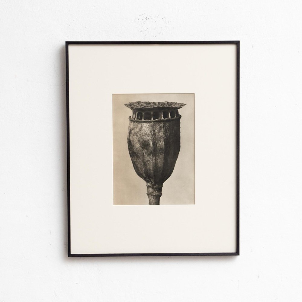 Karl Blossfeldt, Nature's Elegance, 1942, Photogravure, Framed