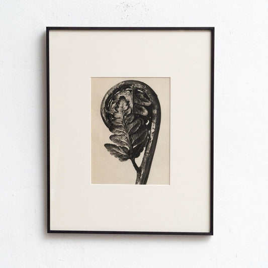 Karl Blossfeldt, Nature's Elegance, 1942, Photogravure, Framed