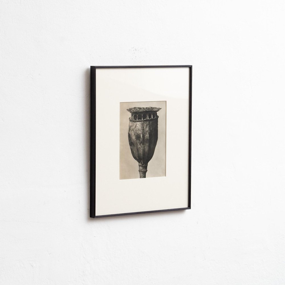 Karl Blossfeldt, Nature's Elegance, 1942, Photogravure, Framed