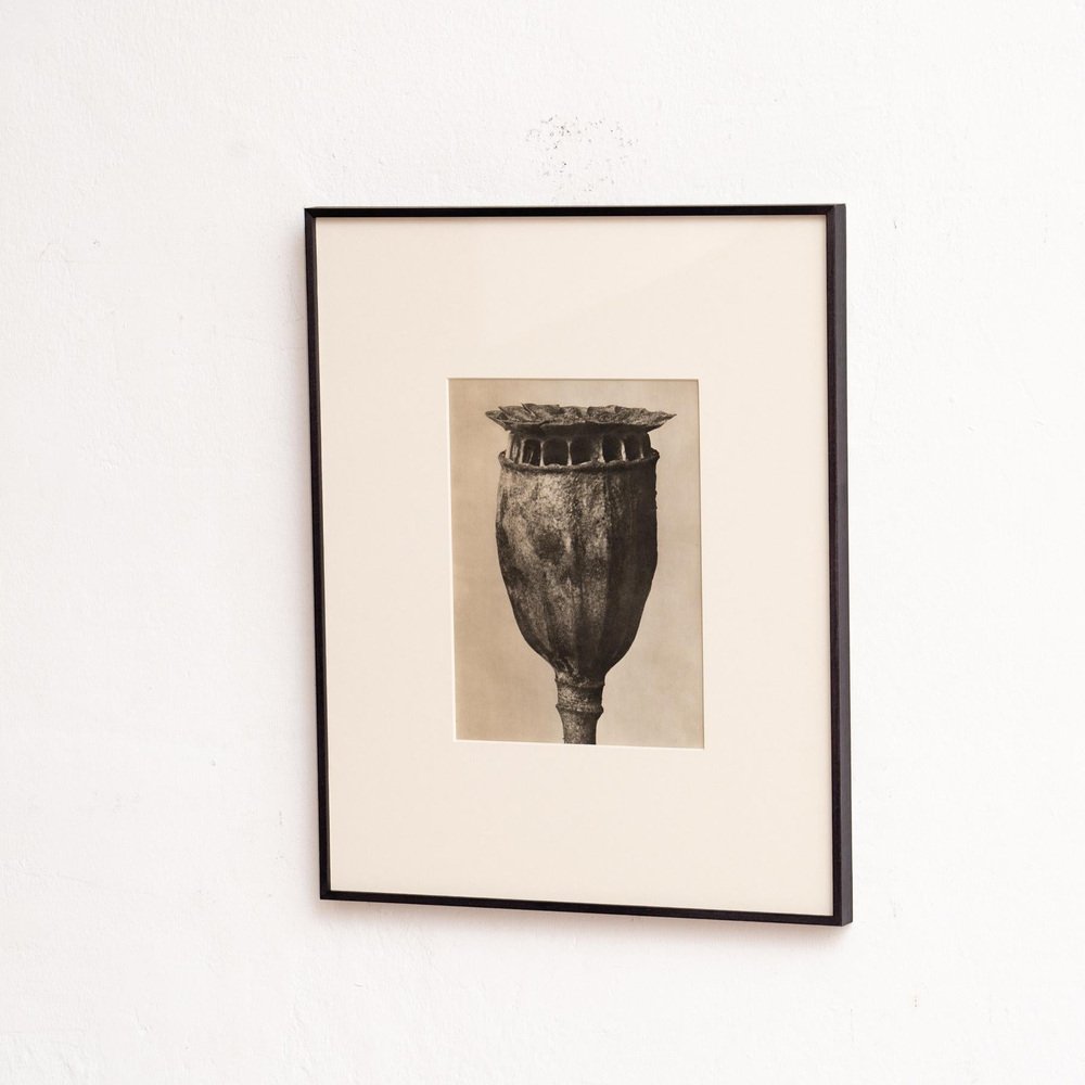 Karl Blossfeldt, Nature's Elegance, 1942, Photogravure, Framed