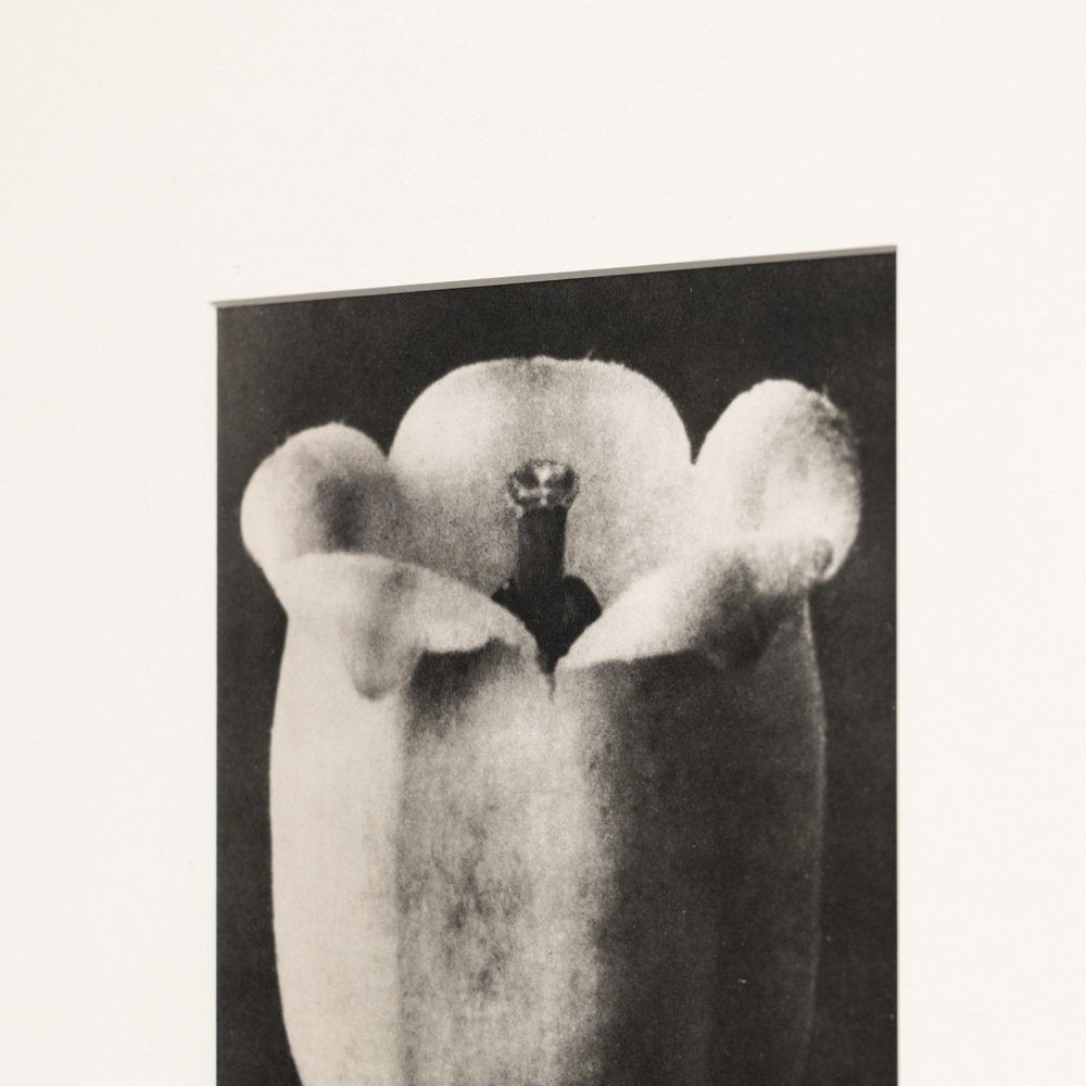 Karl Blossfeldt, Nature's Elegance, 1942, Photogravure, Framed