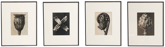 Karl Blossfeldt, Wunder in der Natur, Photogravures, 1942, Framed, Set of 4