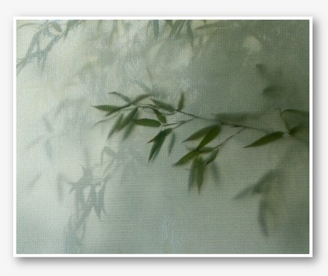 Kimberly Poppe, Bamboo, Limited Edition Fine Art Print-TJZ-1337874