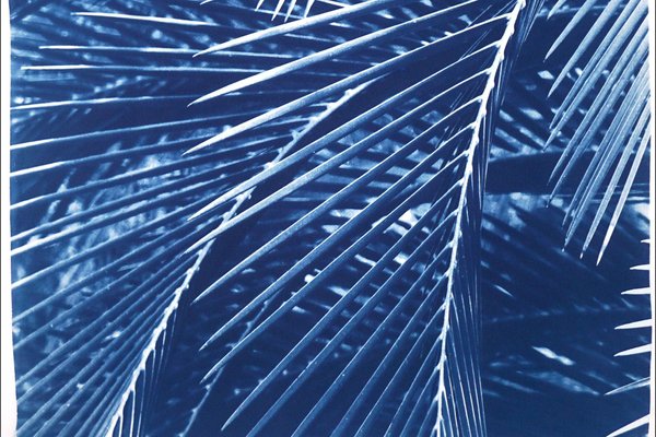 Kind of Cyan, Majesty Palm Pattern, 2021, Cyanotype-RWC-1077669