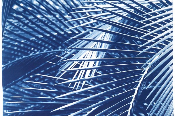 Kind of Cyan, Shady Majesty Palm Leaves, 2021, Cyanotype-RWC-1076936