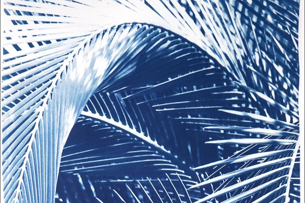 Kind of Cyan, Shady Majesty Palm Leaves, 2021, Cyanotype-RWC-1076936