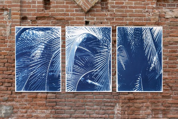 Kind of Cyan, Shady Majesty Palm Leaves, 2021, Cyanotype-RWC-1076936