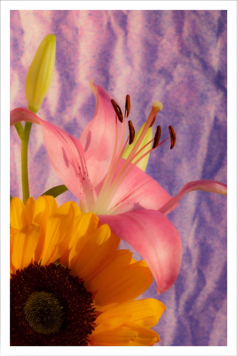 Kind of Cyan, Sunflower Lily, 2021, Giclée Print on Photographic Paper