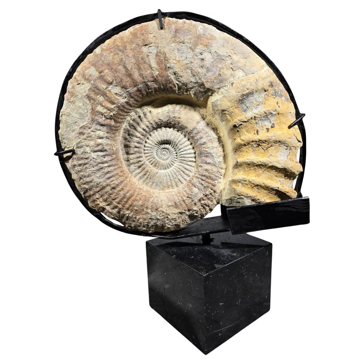 Large Ammonite Fossil Mounted on Marble Base