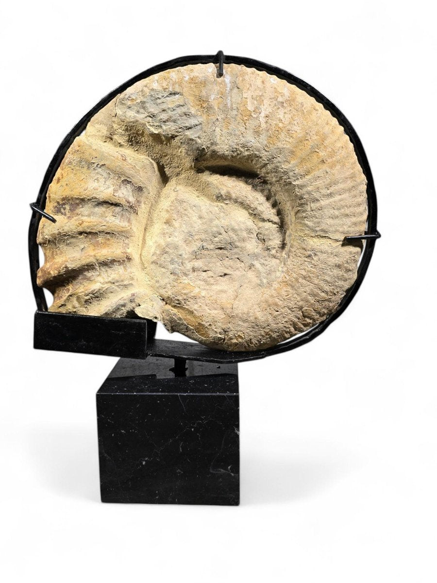 Large Ammonite Fossil Mounted on Marble Base