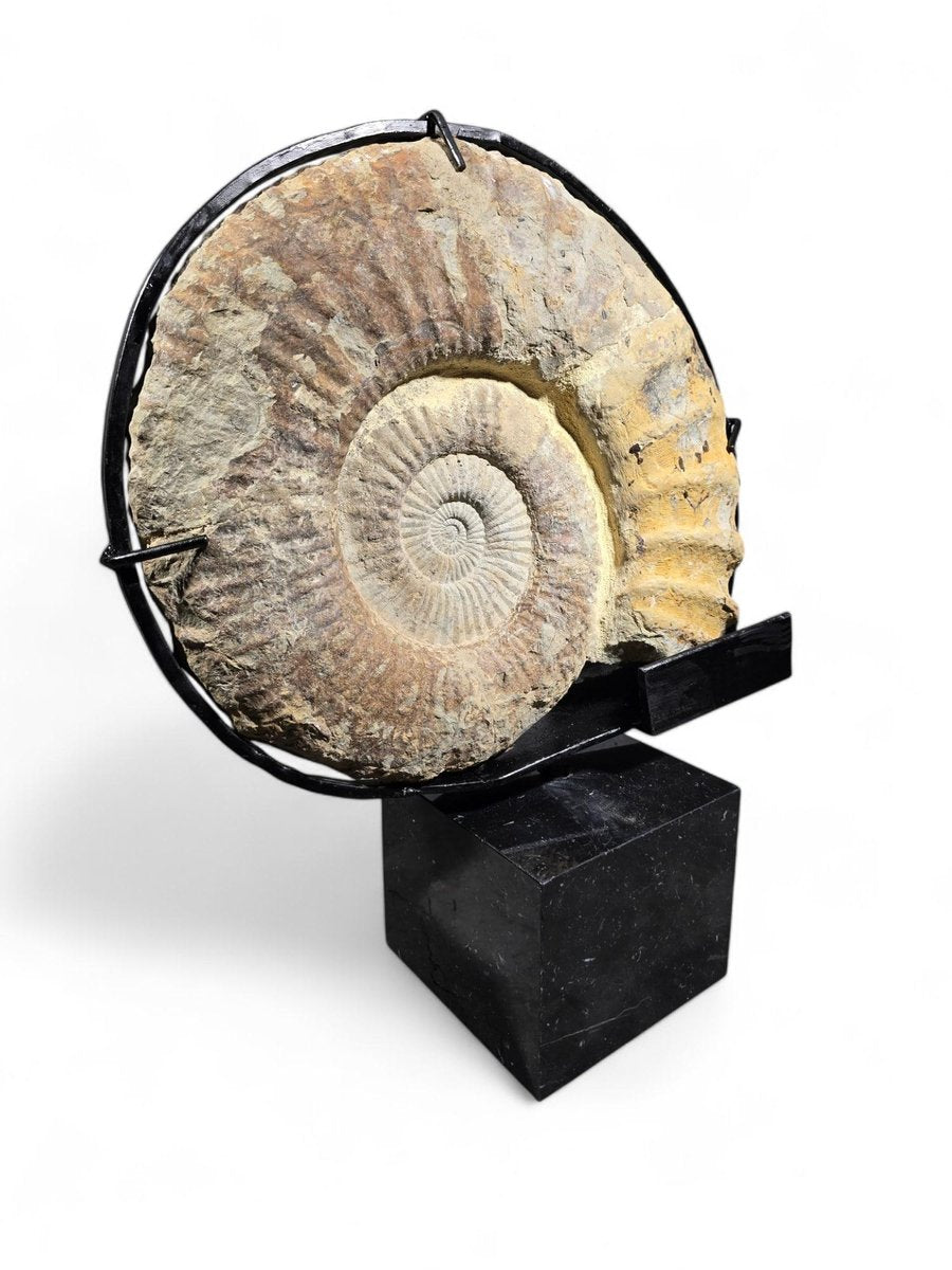 Large Ammonite Fossil Mounted on Marble Base