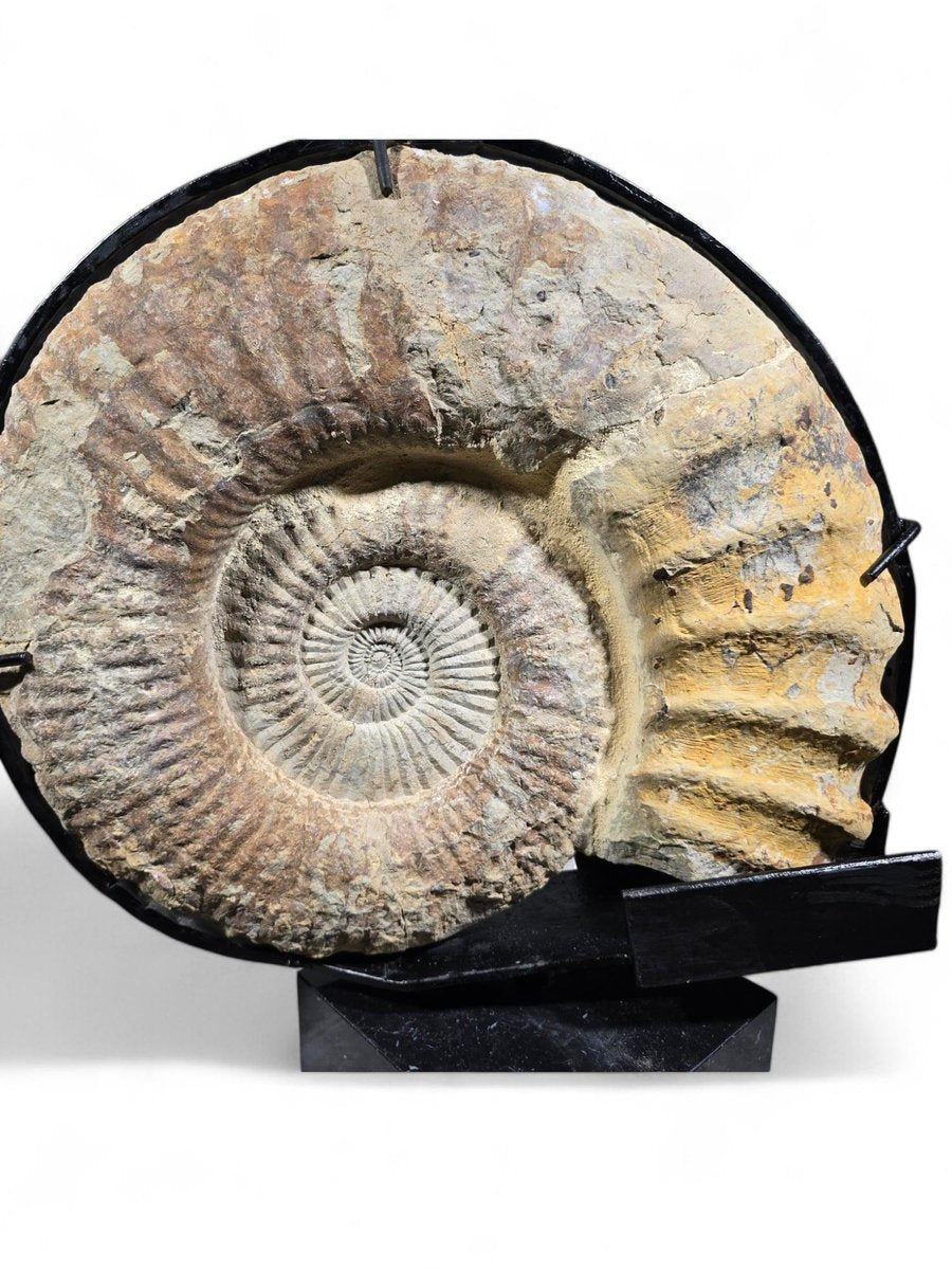 Large Ammonite Fossil Mounted on Marble Base