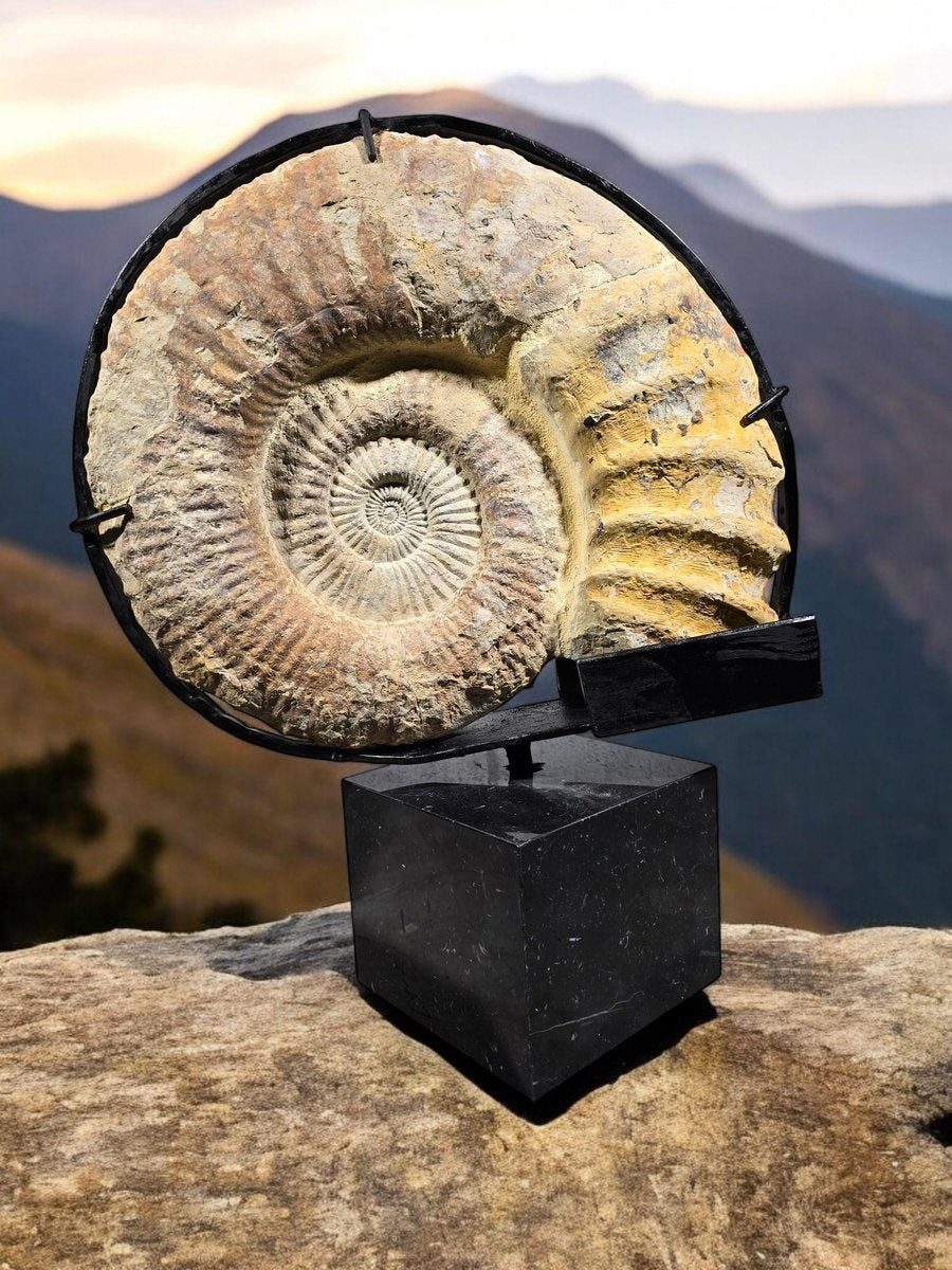 Large Ammonite Fossil Mounted on Marble Base