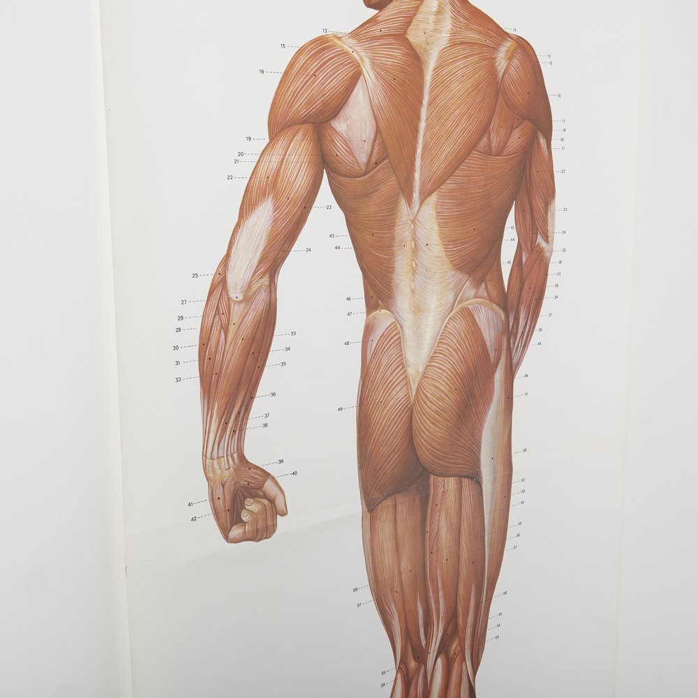 Large Anatomical Wall Chart from Deutsche Hygiene Museum, Dresden, 1992