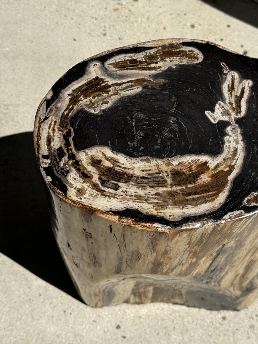 Large Black Multicolored Organic Petrified Wood Side Table