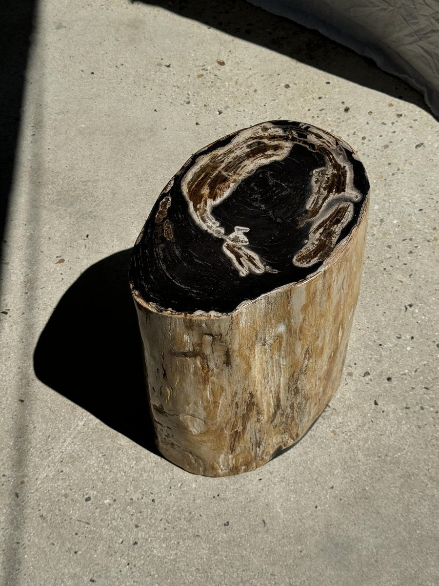 Large Black Multicolored Organic Petrified Wood Side Table