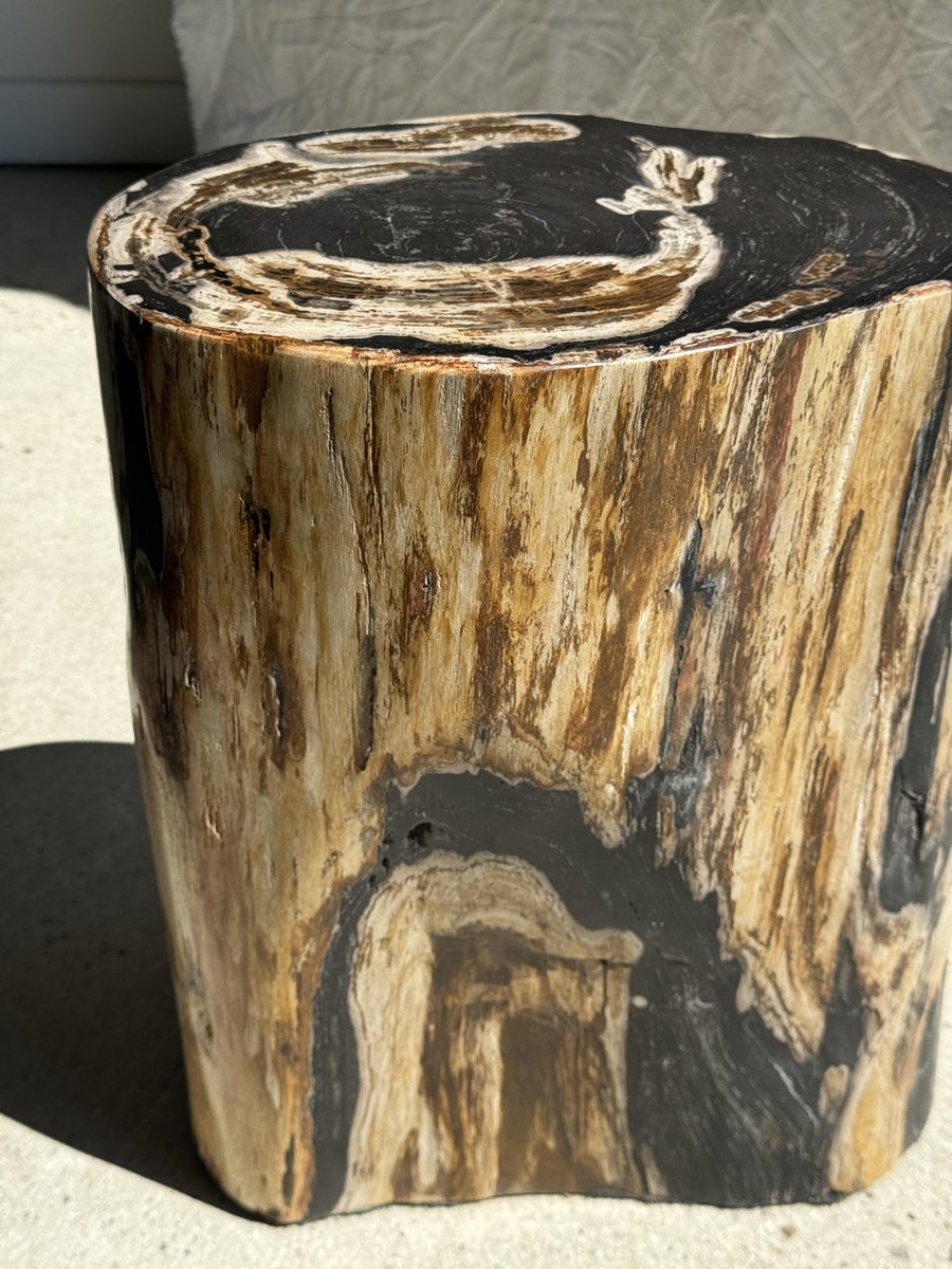 Large Black Multicolored Organic Petrified Wood Side Table