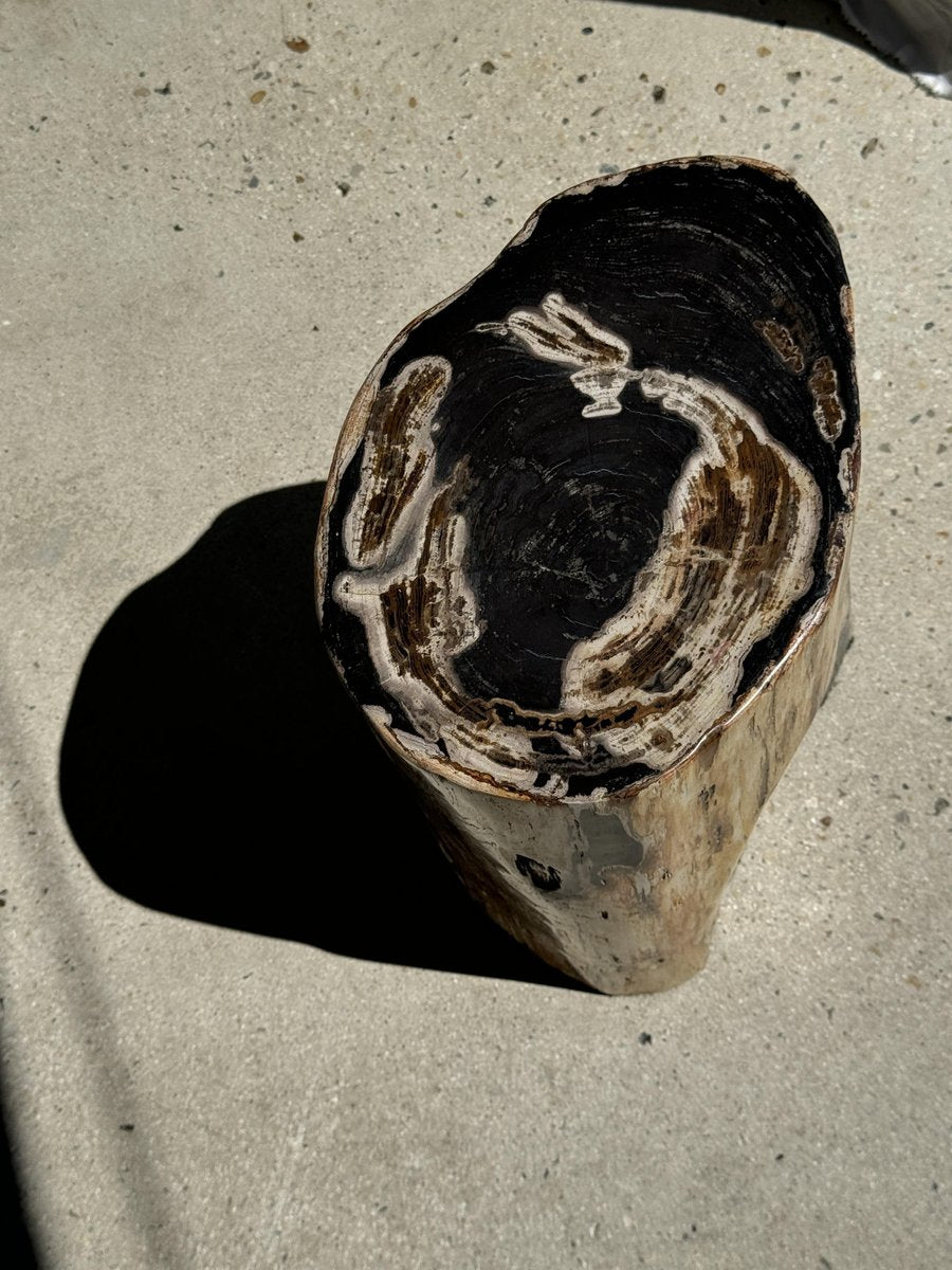 Large Black Multicolored Organic Petrified Wood Side Table