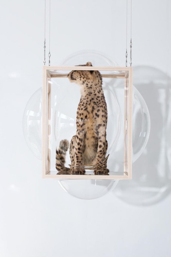 Large Hanging Curator Bubble Cabinet by Studio Thier & Van Daalen